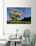 Obraz Jar na strome 1770